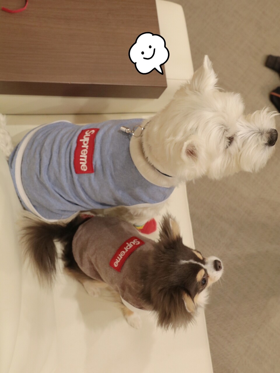 犬グッズ シュプリームの犬服 と 犬が洋服を着る意味も考える たかシェフのおうちごはん と 白い犬 と チワワ Powered By ライブドアブログ