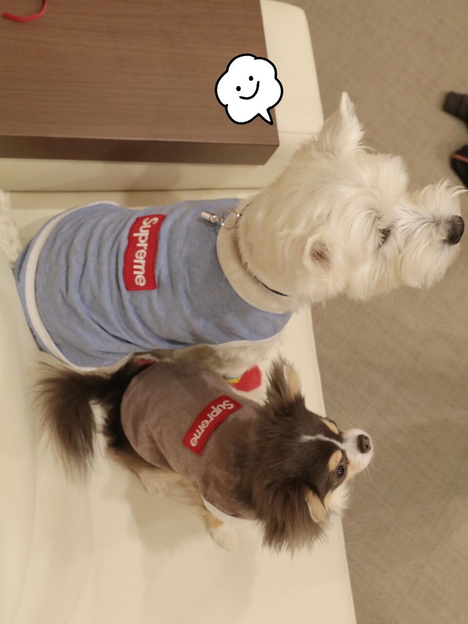 犬グッズ シュプリームの犬服 と 犬が洋服を着る意味も考える たかシェフのおうちごはん と 白い犬 と チワワ Powered By ライブドアブログ 犬グッズ シュプリームの犬服 と 犬が洋服を着る意味も考える たかシェフのおうちごはん と 白い犬 と チワワ Powered By ライブドアブログ