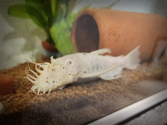 でっかい君！ありがとう！！