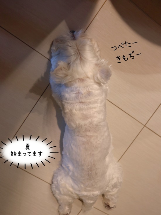 今年は、遅めの「夏」はじめました