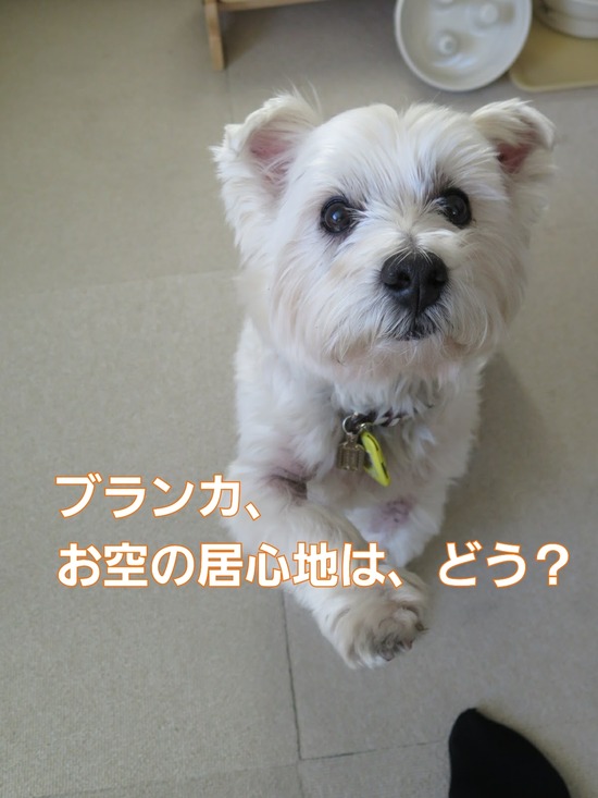 愛犬ブランカ、甦る