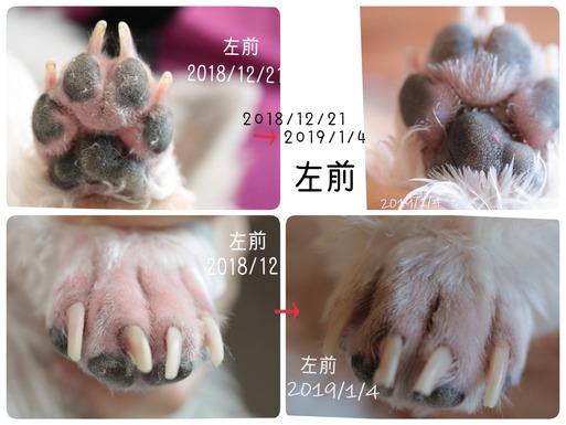 【皮膚】新年初の病院で、今後の治療方針を検討したぞ。