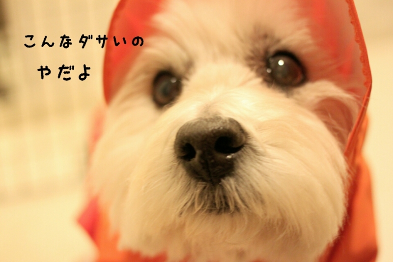 今日のワンコたち。