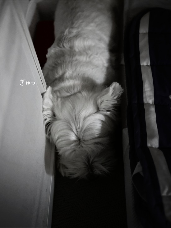 犬って、“挟まれ”好きだよね。