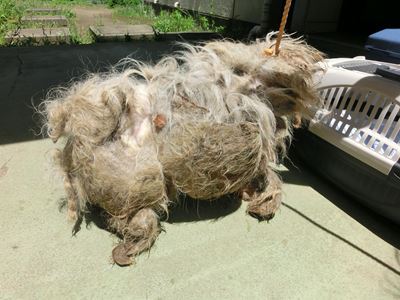 ブランカ引き取り