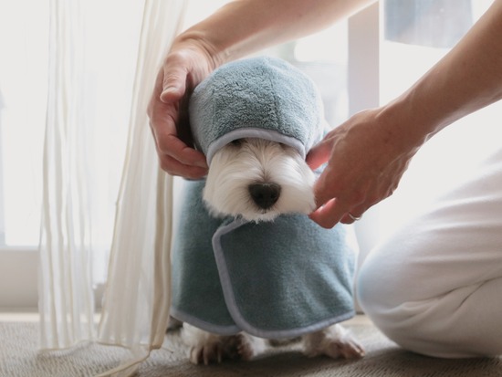 【犬】かわいいんだって