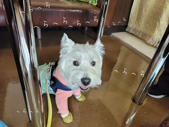 22-04-23-09-24-51-870_deco