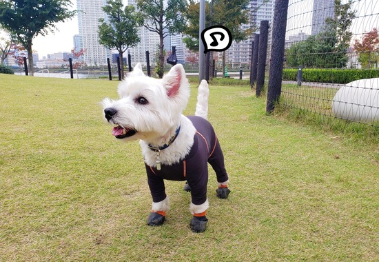 20-10-28-23-19-02-260_deco