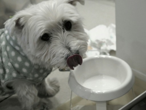 チュッちゃんコーナーと　ウエスティ―を語る