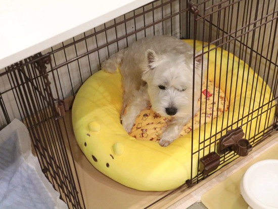 【犬】気に入っちゃったんだって