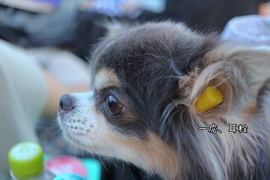 【熊野大花火大会2025】犬とみた花火大会　