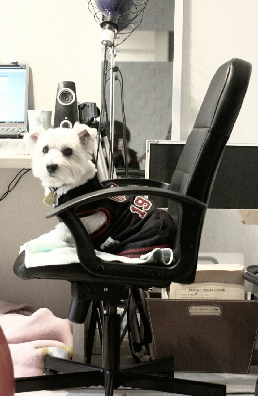 イギリス王室の名前に学ぶ妄想 たかシェフのおうちごはん と 白い犬 と チワワ Powered By ライブドアブログ イギリス王室の名前に学ぶ妄想 たかシェフのおうちごはん と 白い犬 と チワワ Powered By ライブドアブログ