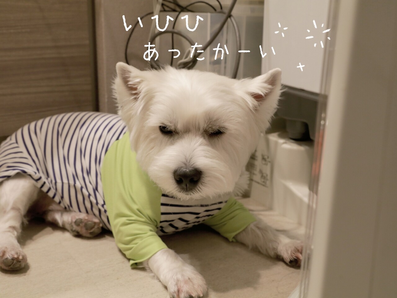犬 もうそろそろ お役御免 たかシェフのおうちごはん と 白い犬 と チワワ Powered By ライブドアブログ 犬 もうそろそろ お役御免 たかシェフのおうちごはん と 白い犬 と チワワ Powered By ライブドアブログ