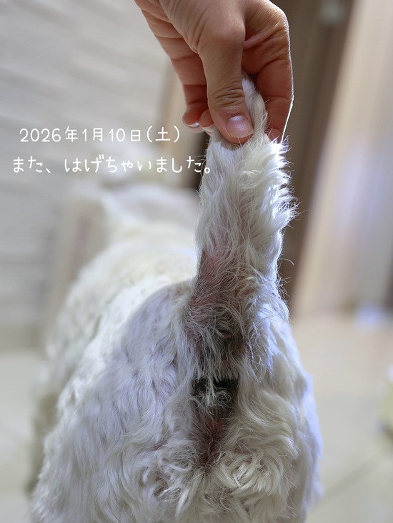 【犬アトピー】また、はげました。