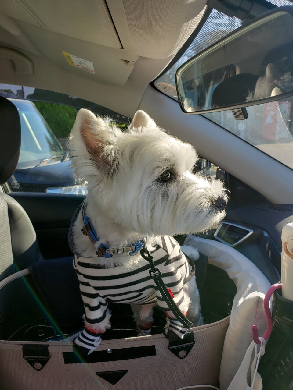 ゆきちと おでかけ たかシェフのおうちごはん と 白い犬 と チワワ Powered By ライブドアブログ