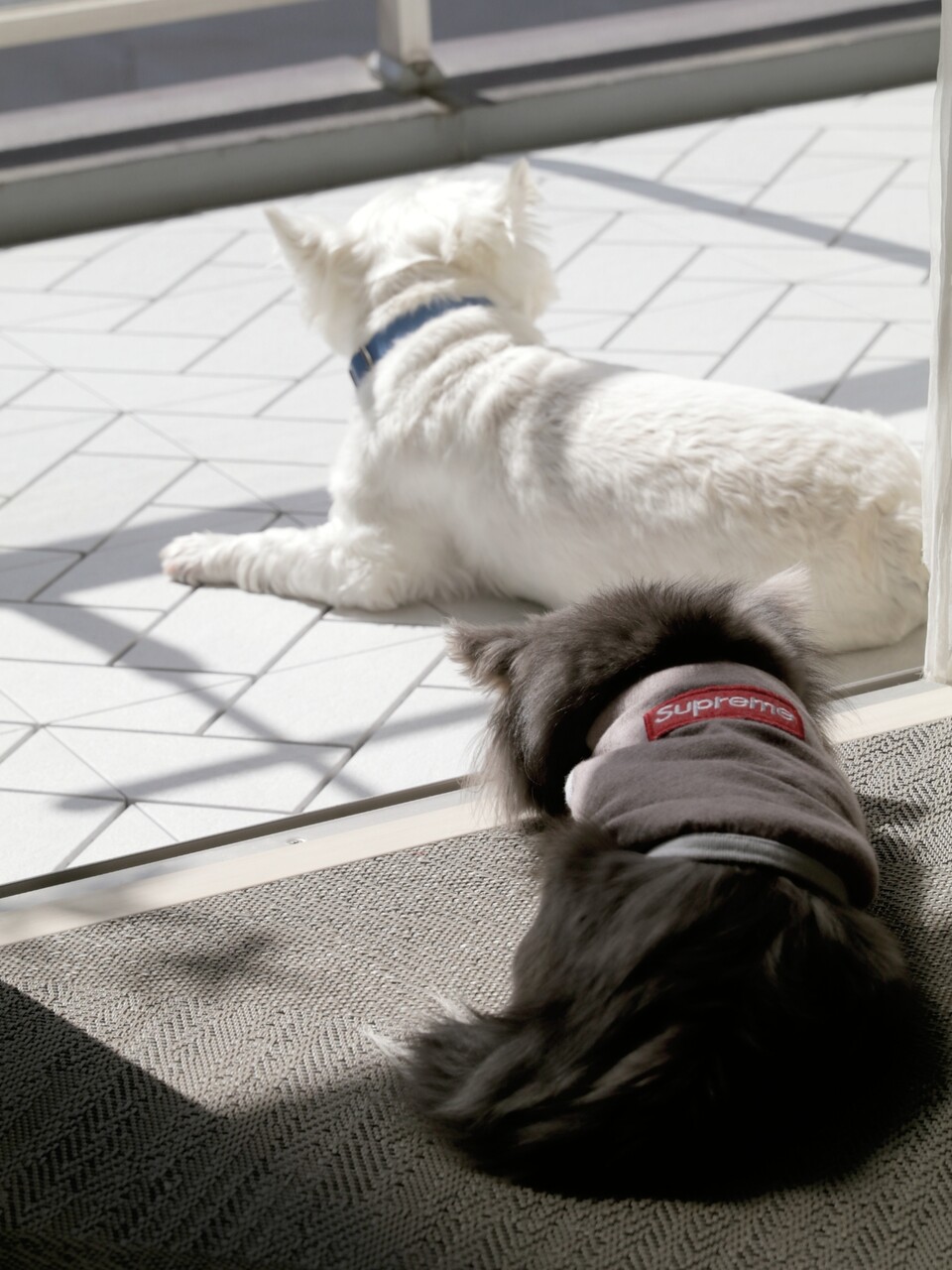 犬 ほのぼの たかシェフのおうちごはん と 白い犬 と チワワ Powered By ライブドアブログ