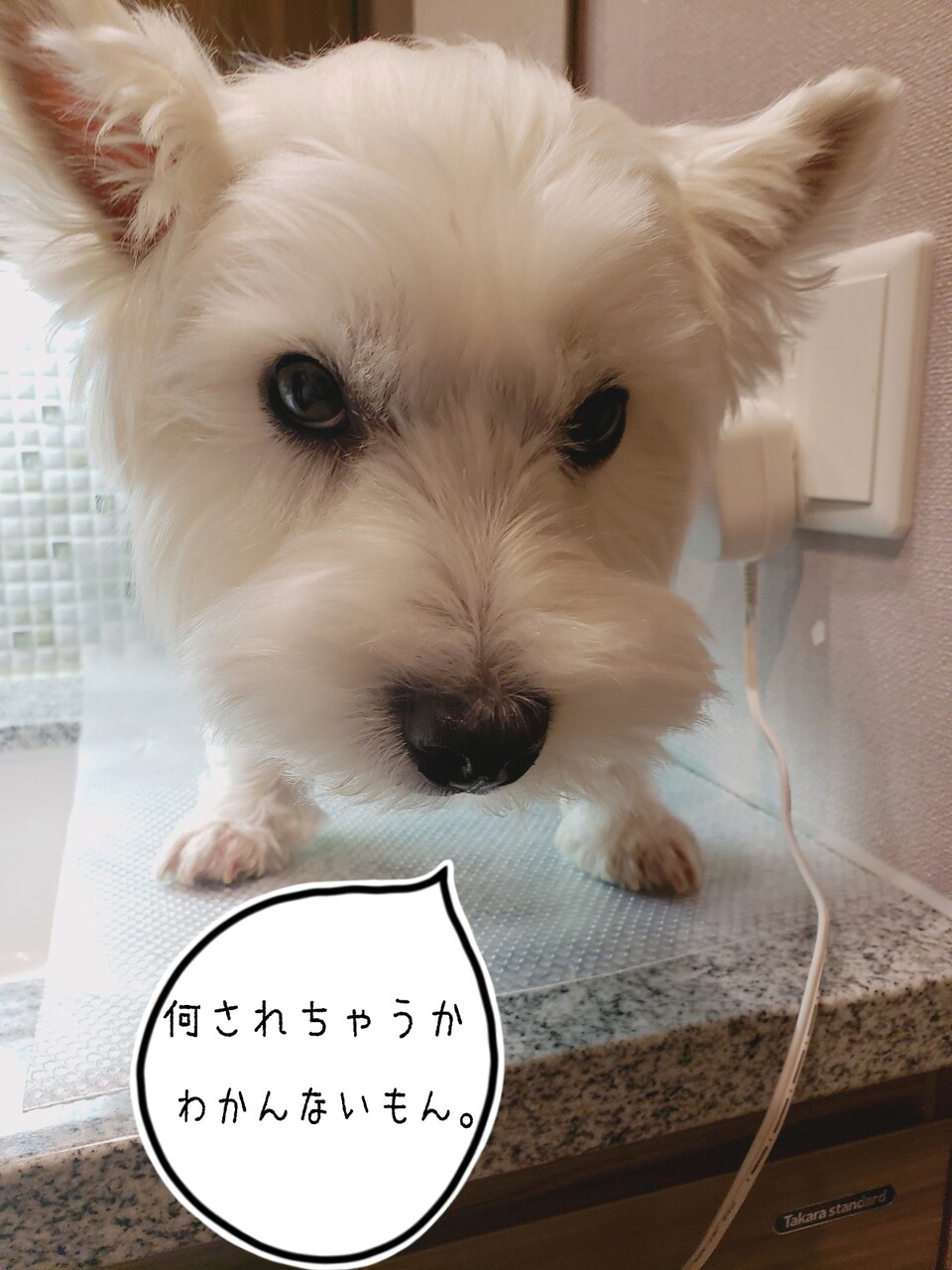 犬 甘えん坊 ゆきちこ たかシェフのおうちごはん と 白い犬 と チワワ Powered By ライブドアブログ