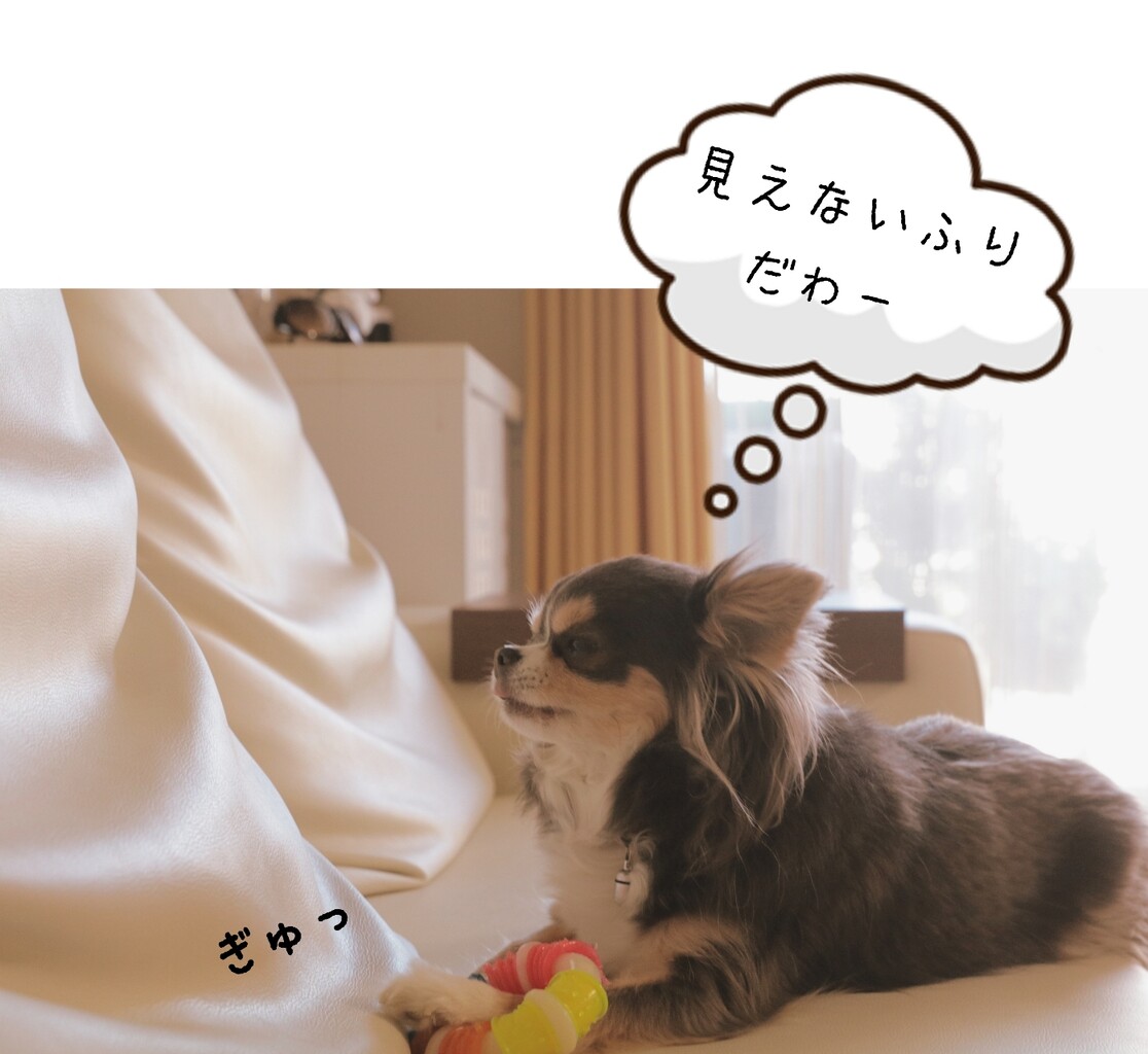 チワワ ご機嫌チワワ だったが たかシェフのおうちごはん と 白い犬 と チワワ Powered By ライブドアブログ