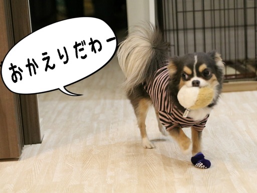 【犬】チワワのまりちゃんが、飼い主のお出迎えにすること