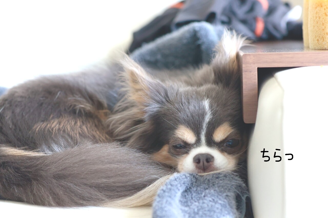 飼い主の生活習慣を指摘するチワワ たかシェフのおうちごはん と 白い犬 と チワワ Powered By ライブドアブログ