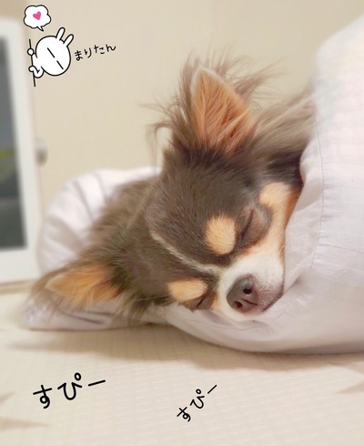 まりちゃん、よく寝てる。　カメラ壊れた…。LINEcameraで、加工した写真のビフォーアフター