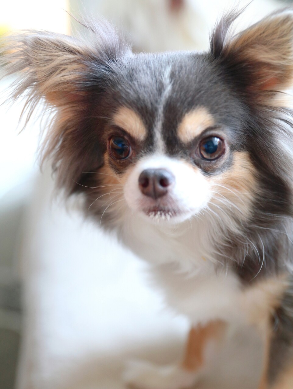 年取ったら チワワ たかシェフのおうちごはん と 白い犬 と チワワ Powered By ライブドアブログ