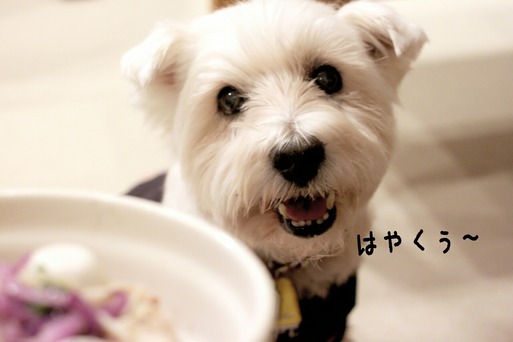 ブランカごはん。