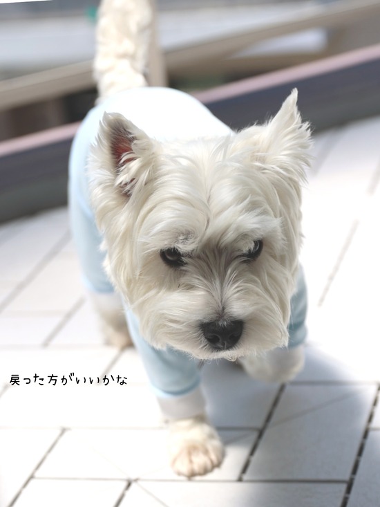 22-05-10-11-55-00-553_deco