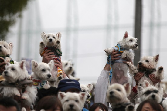 WP2025R - 172_original