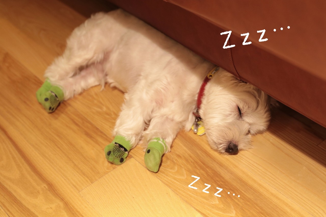 犬と旅行 犬 爆睡 たかシェフのおうちごはん と 白い犬 と チワワ Powered By ライブドアブログ