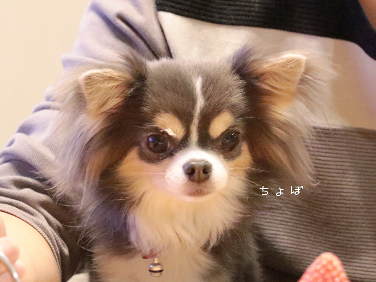 チワワ べろ ん たかシェフのおうちごはん と 白い犬 と チワワ Powered By ライブドアブログ
