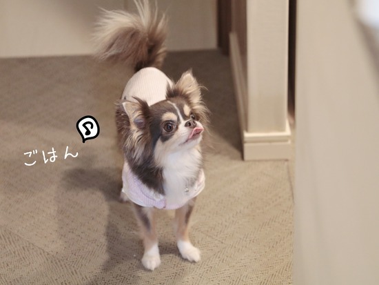 【チワワ】飼い主のツボ。みんなわかるかな。