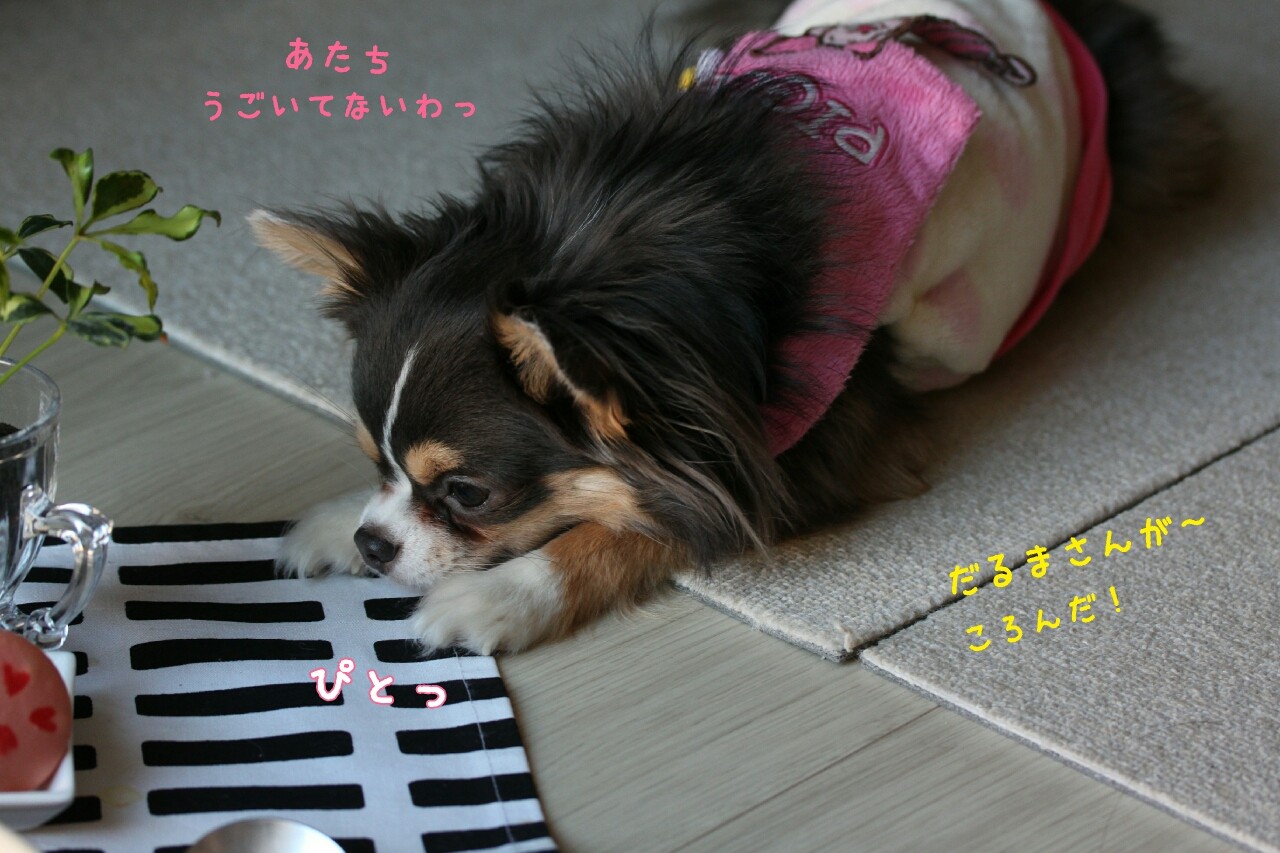 だるまさんが転んだ たかシェフのおうちごはん と 白い犬 と チワワ Powered By ライブドアブログ だるまさんが転んだ たかシェフのおうちごはん と 白い犬 と チワワ Powered By ライブドアブログ