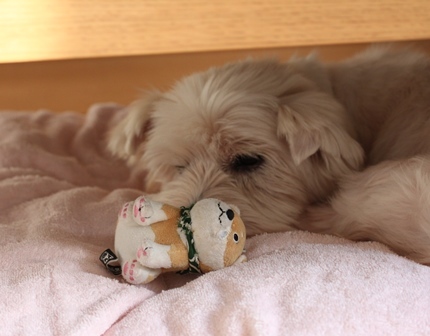 たかシェフのおうちごはん。-保護犬　ブランカ　ウエスティ