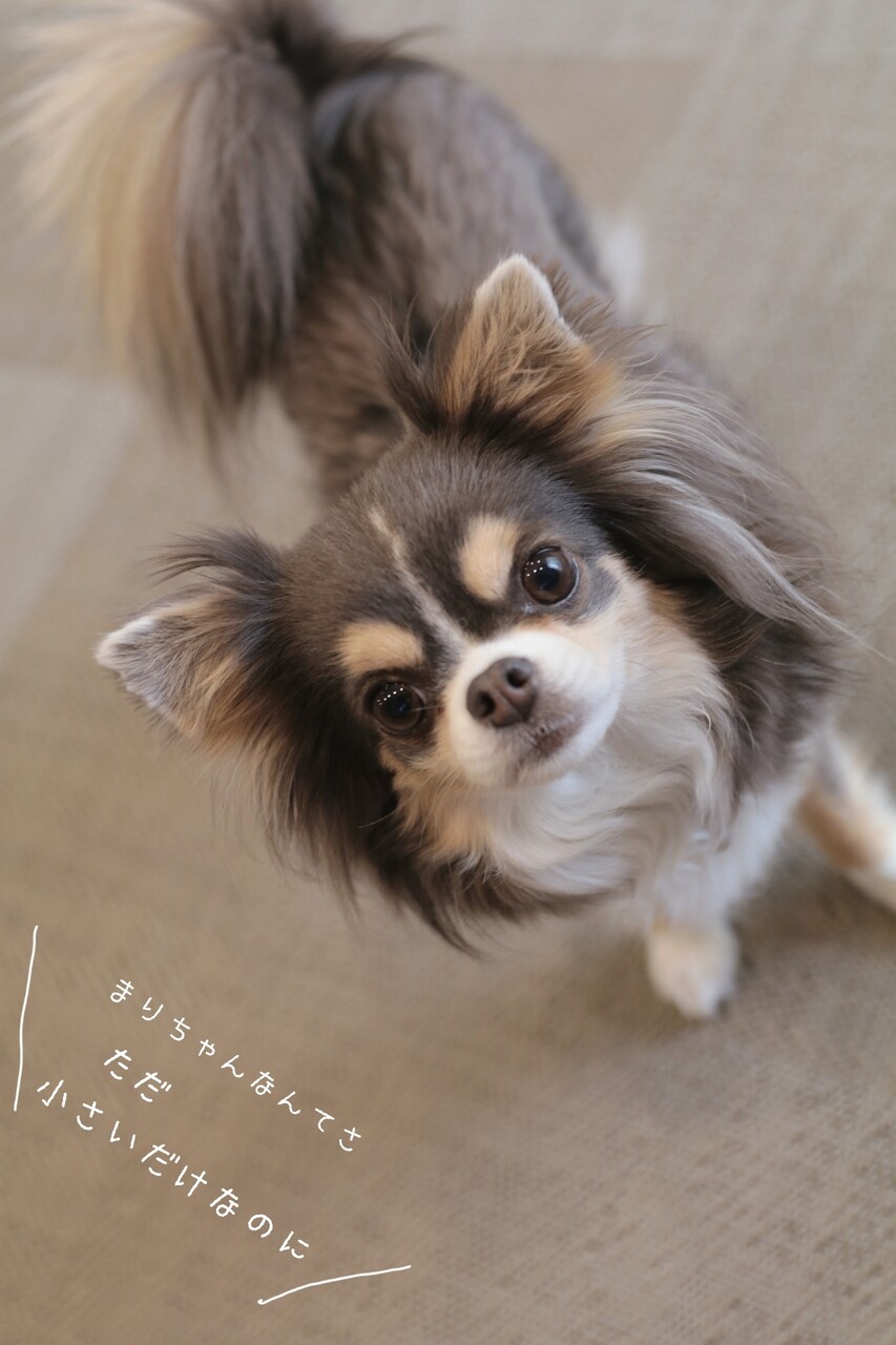 チワワ ただ小さいだけなのに たかシェフのおうちごはん と 白い犬 と チワワ Powered By ライブドアブログ チワワ ただ小さいだけなのに たかシェフのおうちごはん と 白い犬 と チワワ Powered By ライブドアブログ