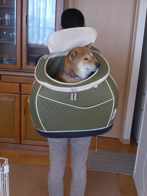 ウエスティ リュック物語 柴犬タロウ君もはこばれちゃうんだ 笑 たかシェフのおうちごはん と 白い犬 と チワワ Powered By ライブドアブログ