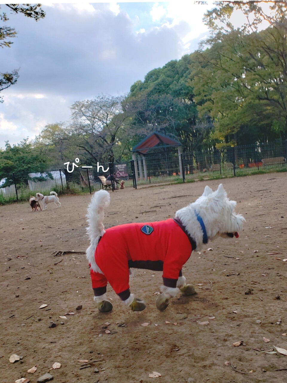 びびりな犬 ドッグラン編 たかシェフのおうちごはん と 白い犬 と チワワ Powered By ライブドアブログ