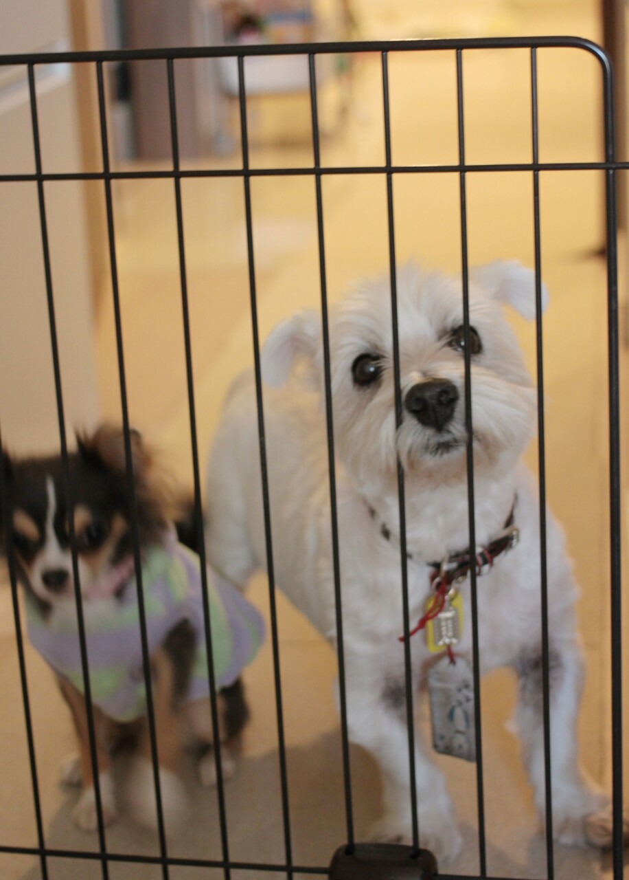 チワワ 誰だ チミは たかシェフのおうちごはん と 白い犬 と チワワ Powered By ライブドアブログ チワワ 誰だ チミは たかシェフのおうちごはん と 白い犬 と チワワ Powered By ライブドアブログ