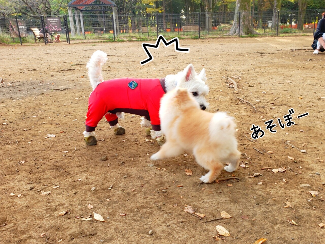 びびりな犬 ドッグラン編 たかシェフのおうちごはん と 白い犬 と チワワ Powered By ライブドアブログ