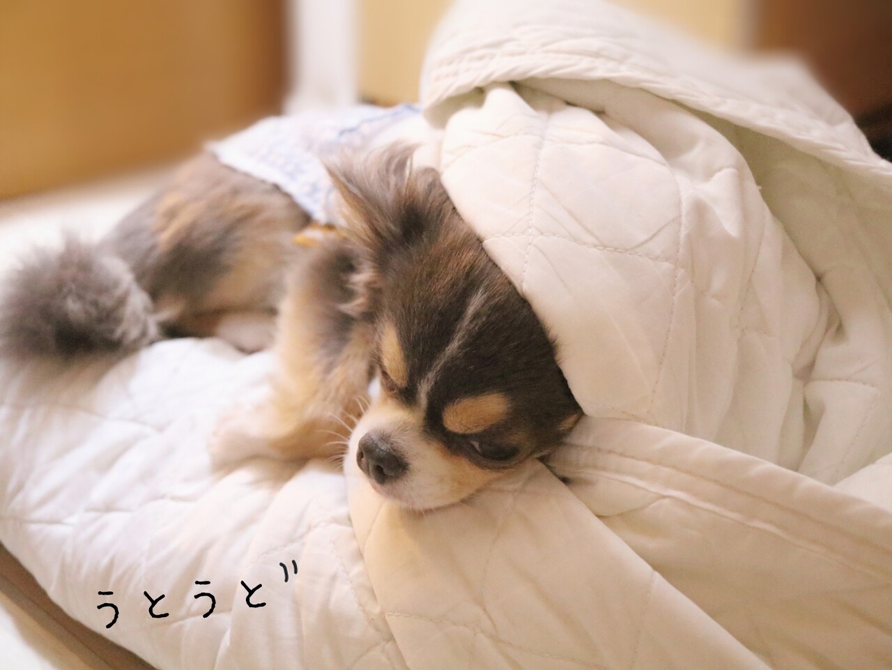 チワワ いいのかな お尻 でてますが たかシェフのおうちごはん と 白い犬 と チワワ Powered By ライブドアブログ チワワ いいのかな お尻 でてますが たかシェフのおうちごはん と 白い犬 と チワワ Powered By ライブドアブログ