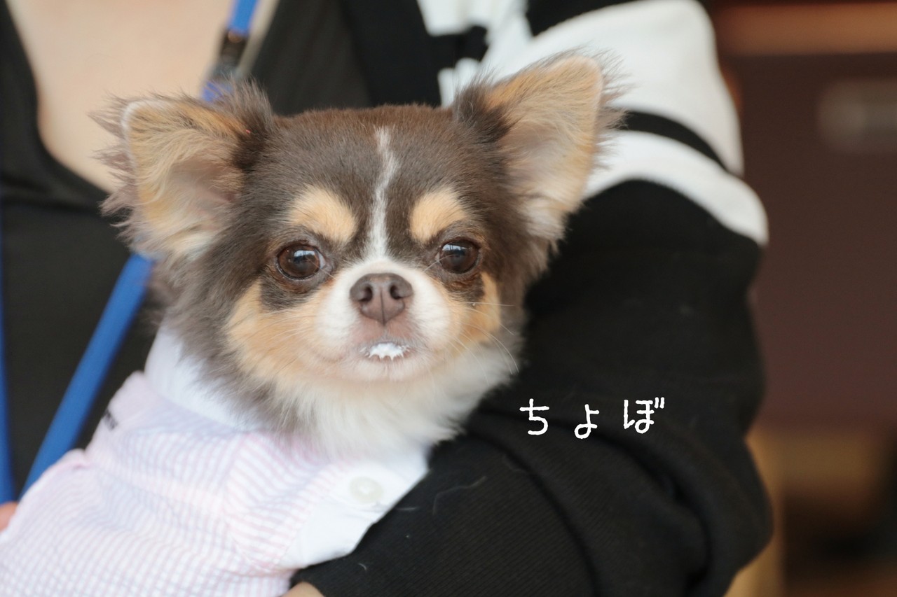チワワ お口についてますよ たかシェフのおうちごはん と 白い犬 と チワワ Powered By ライブドアブログ
