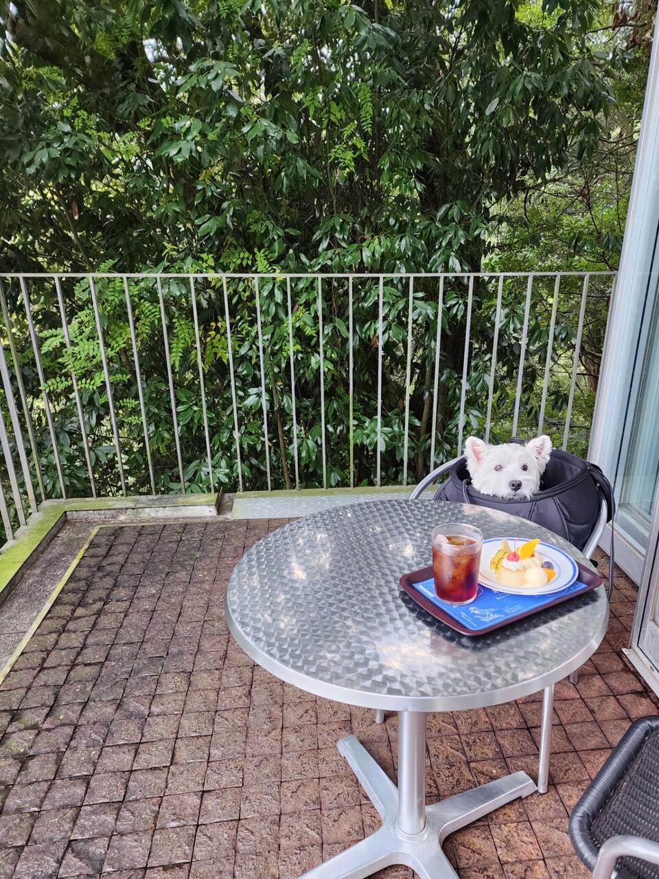 香川の旅】神椿 くじける : たかシェフのおうちごはん。と、白い犬。と
