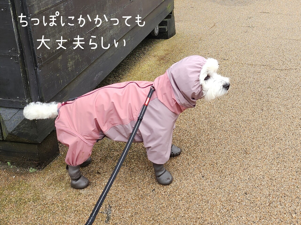 ALPHAICON 犬用レインコート 4L ピンク/グレー ALPHAICON 犬用レインコート 4L ピンク/グレー 人気定番
