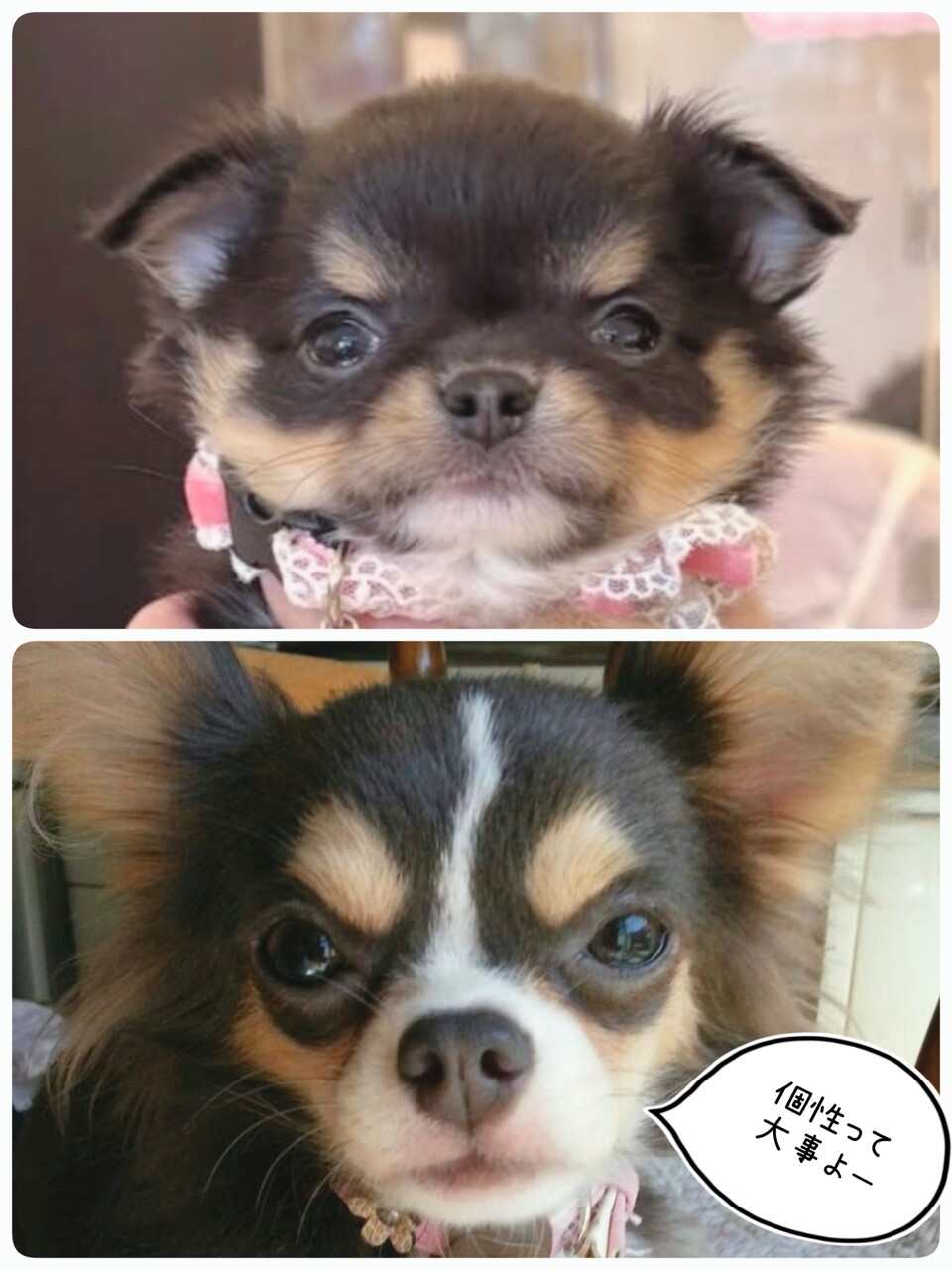 名は、まだない。 : たかシェフのおうちごはん。と、白い犬。と