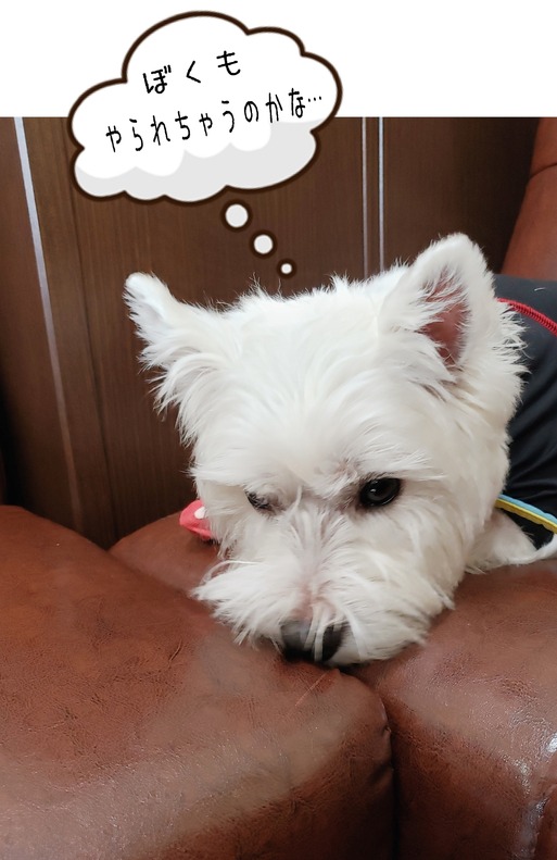 19-07-16-15-00-14-362_deco