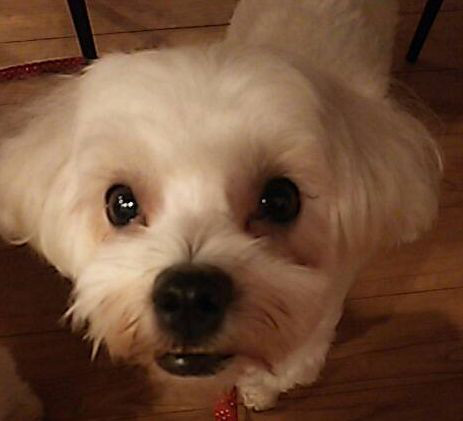 【犬】とりぃ君その後