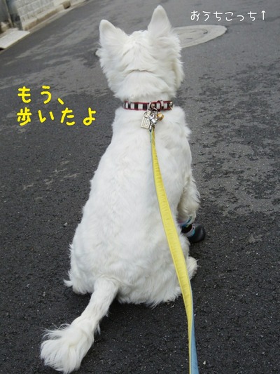 【犬】ブランカの日記　朝のおさんぽ