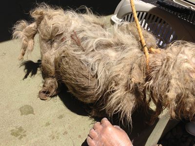 ブランカ引き取り