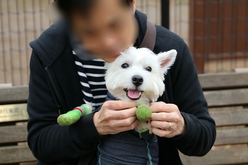 【犬】トレーニングとドックラン