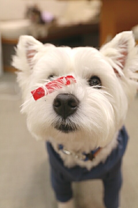 ひらきなおった犬 たかシェフのおうちごはん と 白い犬 と チワワ Powered By ライブドアブログ